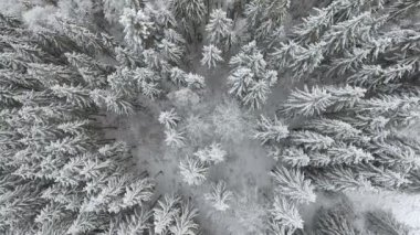 Donmuş bir çok güzel ağaçlar etrafında uçan. Kış masalı. Manzara hayran