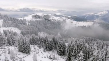 Donmuş bir çok güzel ağaçlar etrafında uçan. Kış masalı. Manzara hayran