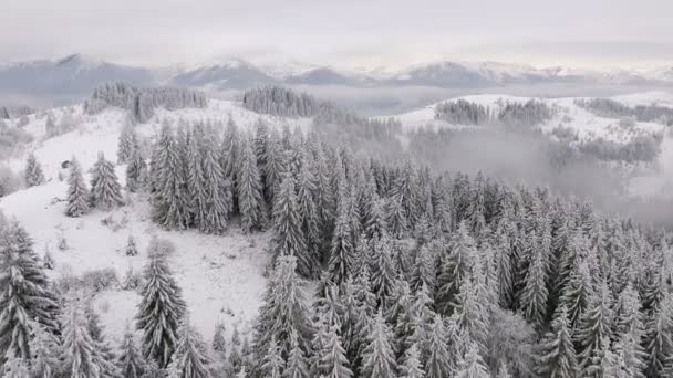 Flyger runt en frusen mycket vackra träd. Vinter berättelse. Landskap att beundra — Stockvideo