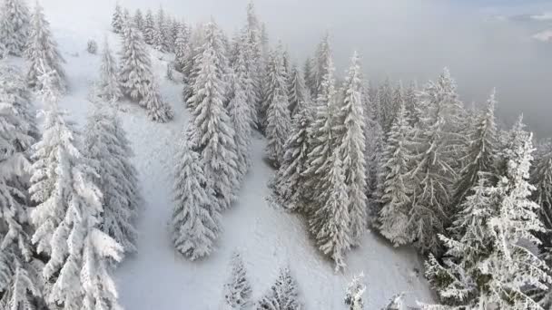 Paisaje invernal. Volando sobre árboles cubiertos de nieve en las montañas . — Vídeos de Stock