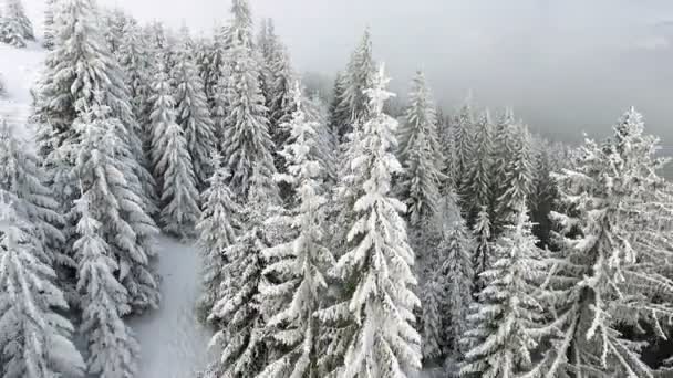 Zimowy krajobraz. Latające nad drzewa pokryte śniegiem w górach. — Wideo stockowe