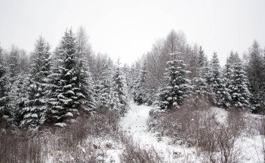 çok güzel ağaçlar donmuş. Kış masalı. Yatay hayran için. muhteşem dağlar