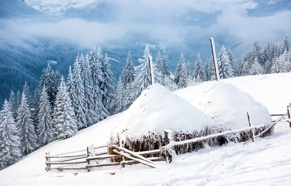 Bevroren zeer mooie bomen. Winter tale. Landschap te bewonderen. prachtige bergen — Stockfoto