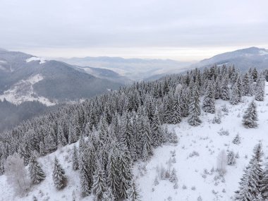 Kış manzarası. dağlarda kar ile kaplı ağaçlar.