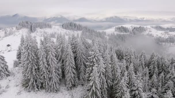 Fryst mycket vackra träd. Vinter berättelse. Landskap att beundra. Fantastiskt berg — Stockvideo