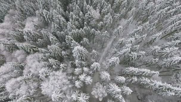 매우 아름 다운 나무를 고정. 겨울 이야기입니다. 존경 하는 풍경입니다. 멋진 산 — 비디오