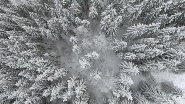 Κατεψυγμένα πολύ όμορφα δέντρα. Χειμερινό παραμύθι. Τοπίο να θαυμάσετε. Εξαιρετικό βουνά — Αρχείο Βίντεο