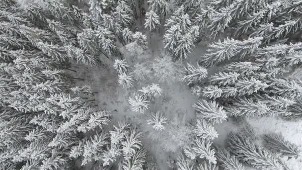 Congelati alberi molto belli. Racconto invernale. Paesaggio da ammirare. montagne superbe — Video Stock