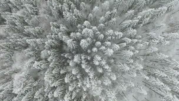 Très beaux arbres gelés. Conte d'hiver. Paysage à admirer. superbes montagnes — Video