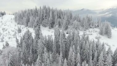 Kış dağlarda. Kırsal manzara. Ağaçlar karla kaplı. Yeni Yılınız Kutlu Olsun. çok güzel ağaçlar donmuş. Kış Masalı.
