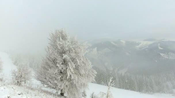 Bergen in de winter. Rurale landschap. Bomen bedekt met sneeuw. Gelukkig Nieuwjaar. bevroren zeer mooie bomen. Winter tale. — Stockvideo