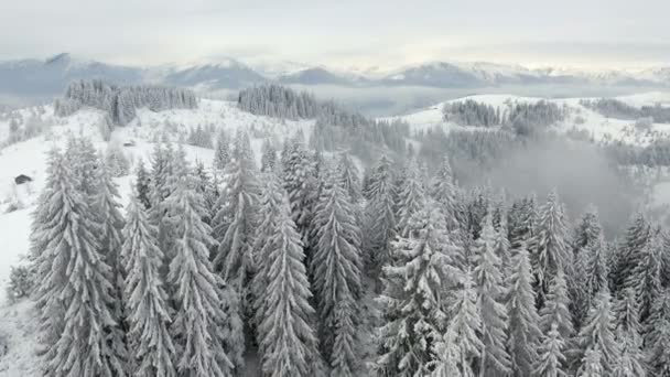 Landsbygdens landskap. Gott Nytt År. fryst mycket vackra träd. Winter tale. — Stockvideo