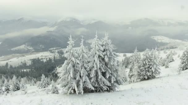 Ländliche Landschaft. Frohes neues Jahr. gefrorene sehr schöne Bäume. Wintermärchen. — Stockvideo