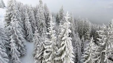 Dağlık bir güzel kış orman üzerinde uçan