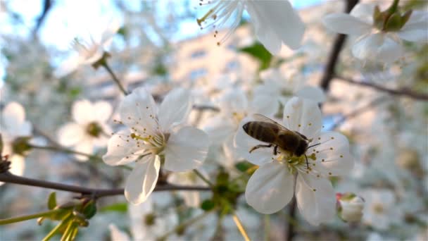 スローモーション、青空と晴れた天候で花に取り組む蜂 — ストック動画