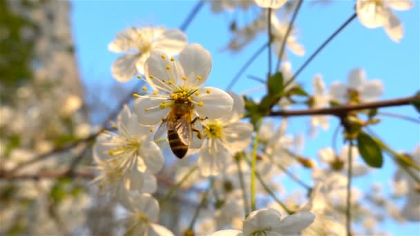 Biene arbeitet in Zeitlupe an Blüte, blauem Himmel und sonnigem Wetter — Stockvideo