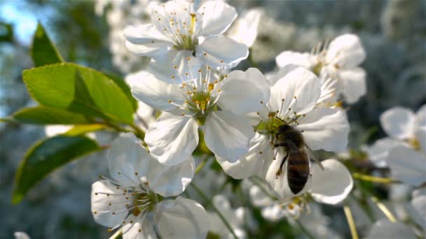 슬로우 모션, 푸른 하늘과 화창한 날씨에 꽃에 작업 꿀벌 — 비디오