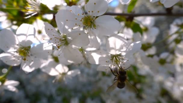 Abelhas voam até Blossoming Tree, câmera lenta — Vídeo de Stock