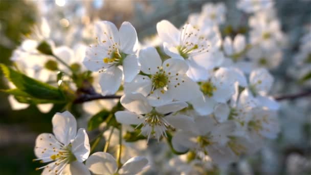 Kwiaty Cherry kwitnienia. Biały kwiat Sakura. Kwitnienie drzew. Natura. — Wideo stockowe