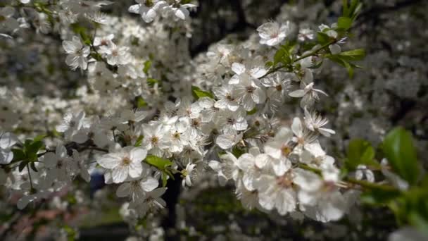 O sol rompe as flores nos ramos das árvores. Flores brancas de árvores de fruto. Jardim de primavera floração . — Vídeo de Stock