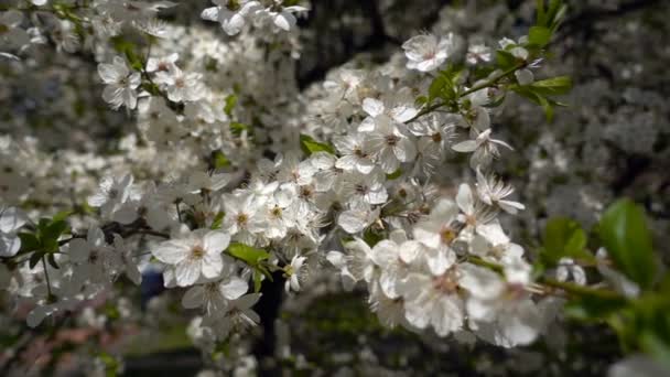 Il sole sfonda i fiori sui rami degli alberi. Fiori bianchi di alberi da frutto. Fioritura giardino primaverile . — Video Stock