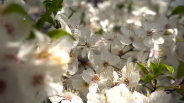 De zon breekt door de bloemen op de takken van de bomen. Witte bloemen van fruitbomen. Bloeiende lente tuin. — Stockvideo