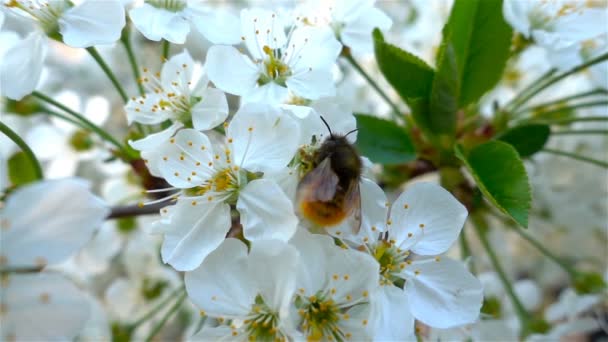 Le api che raccolgono il nettare di polline su fiore di albero fiorente. Concetto primaverile — Video Stock