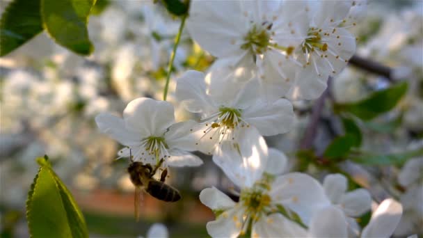 Arılar Çiçek Açan Ağaç'a uçar, yavaş çekim — Stok video