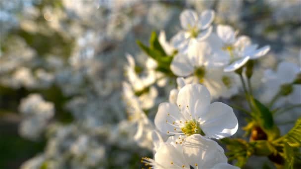 Λουλούδια κεράσι ανθοφορία. Λευκό λουλούδι Σακούρα. Ανθοφορία των δέντρων. Φύση. — Αρχείο Βίντεο