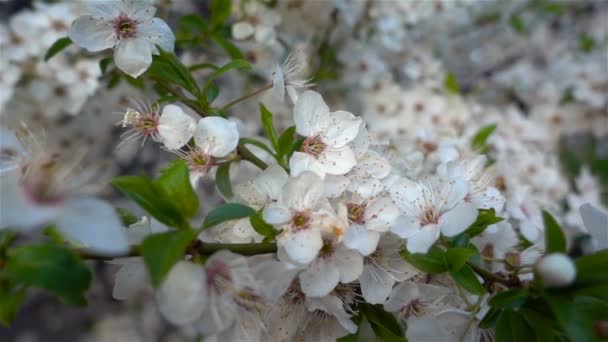 Квіти Вишневе цвітіння. Біла квітка сакура. Цвітіння дерев. Природа . — стокове відео