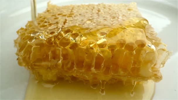 Honung droppande från honung skopa på Honeycomb. — Stockvideo