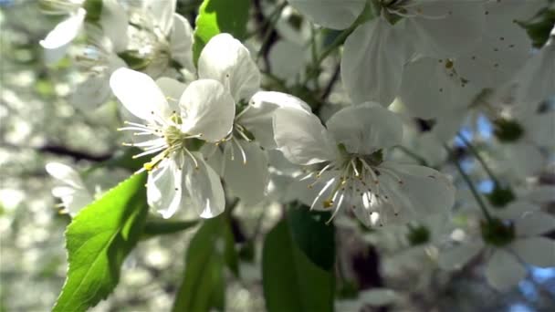 Solen bryta igenom blommorna på grenarna av träden. — Stockvideo