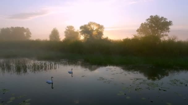Twee liefdes zwanen bij zonsopgang. Swan Lake. Europa — Stockvideo