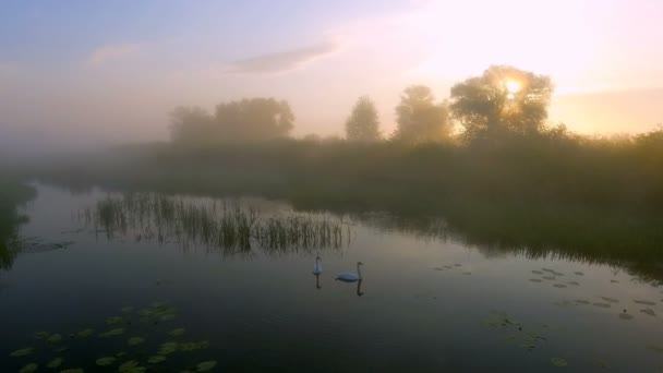 Dos cisnes de amor al amanecer. Lago Swan. Europa — Vídeo de stock