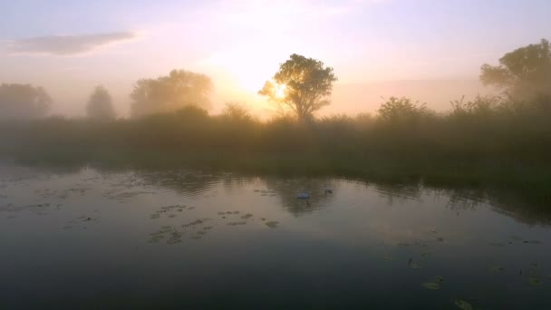 Dos cisnes de amor al amanecer. Lago Swan. Europa — Vídeo de stock