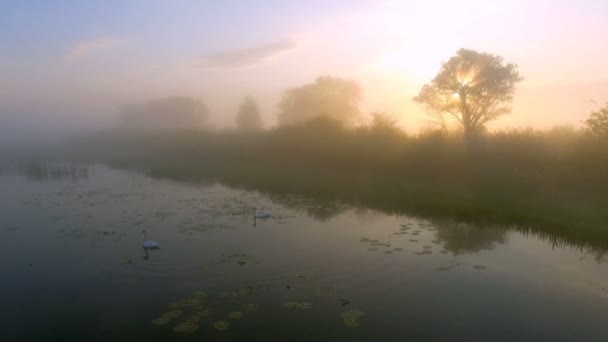 Dos cisnes de amor al amanecer. Lago Swan. Europa — Vídeos de Stock
