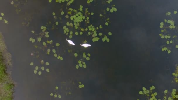 日の出に二匹の愛の白鳥。白鳥の湖ヨーロッパ — ストック動画