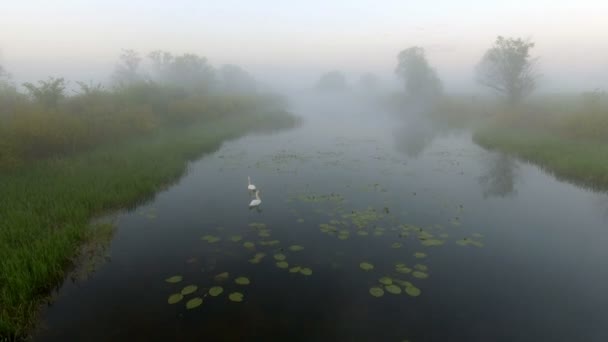 Dvě milostné labutě za svítání. Labutí jezero. Evropě — Stock video