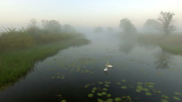 Dos cisnes de amor al amanecer. Lago Swan. Europa — Vídeos de Stock