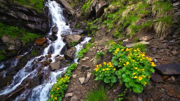 Bergs vattenfall. utsikt över jätte Vattenfall som flyter i bergen. — Stockvideo