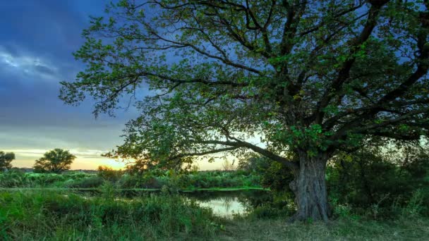 Einsamer Baum auf der grünen Wiese bei Sonnenaufgang. ein Baum auf dem Feld — Stockvideo