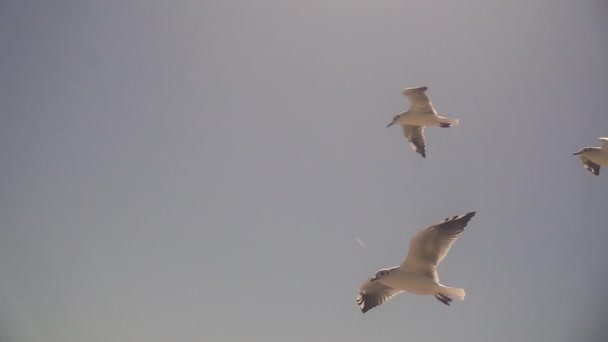 Gabbiano nel cielo. Rallentatore — Video Stock