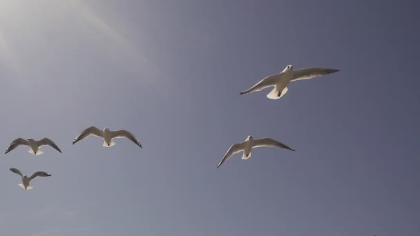 Gabbiano nel cielo. Rallentatore — Video Stock