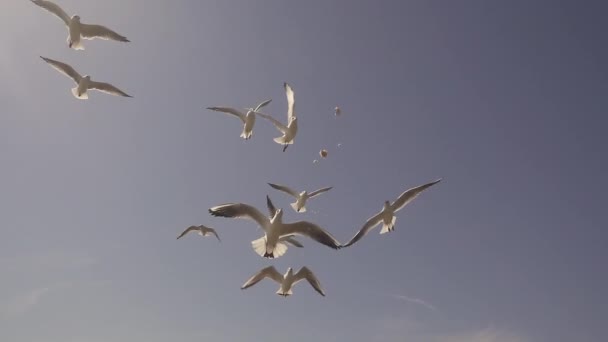 Gull in the sky. Slow Motion — Stock Video