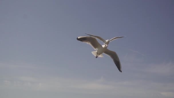 Gaviota en el cielo. Moción lenta — Vídeos de Stock