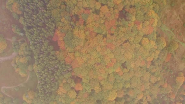 AERIAL: Voo sobre florestas coloridas de outono nebulosas . — Vídeo de Stock