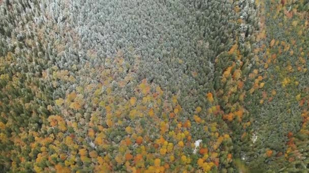 AERIAL: Voo sobre florestas coloridas de outono nebulosas . — Vídeo de Stock