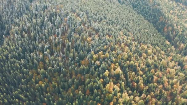 Golden Autumn Drone Uitzicht op bos landschap met gele bomen van boven — Stockvideo