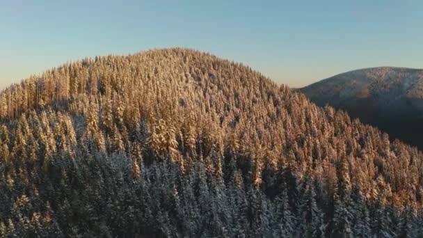 Antenn: Flyg över Foggy höst färgglada skogar. — Stockvideo