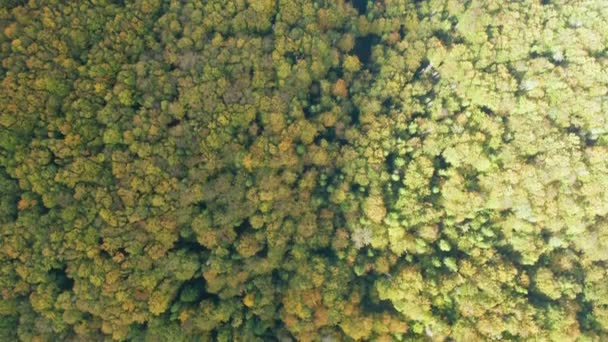 Золотой осенний беспилотный вид лесного ландшафта с желтыми деревьями сверху — стоковое видео